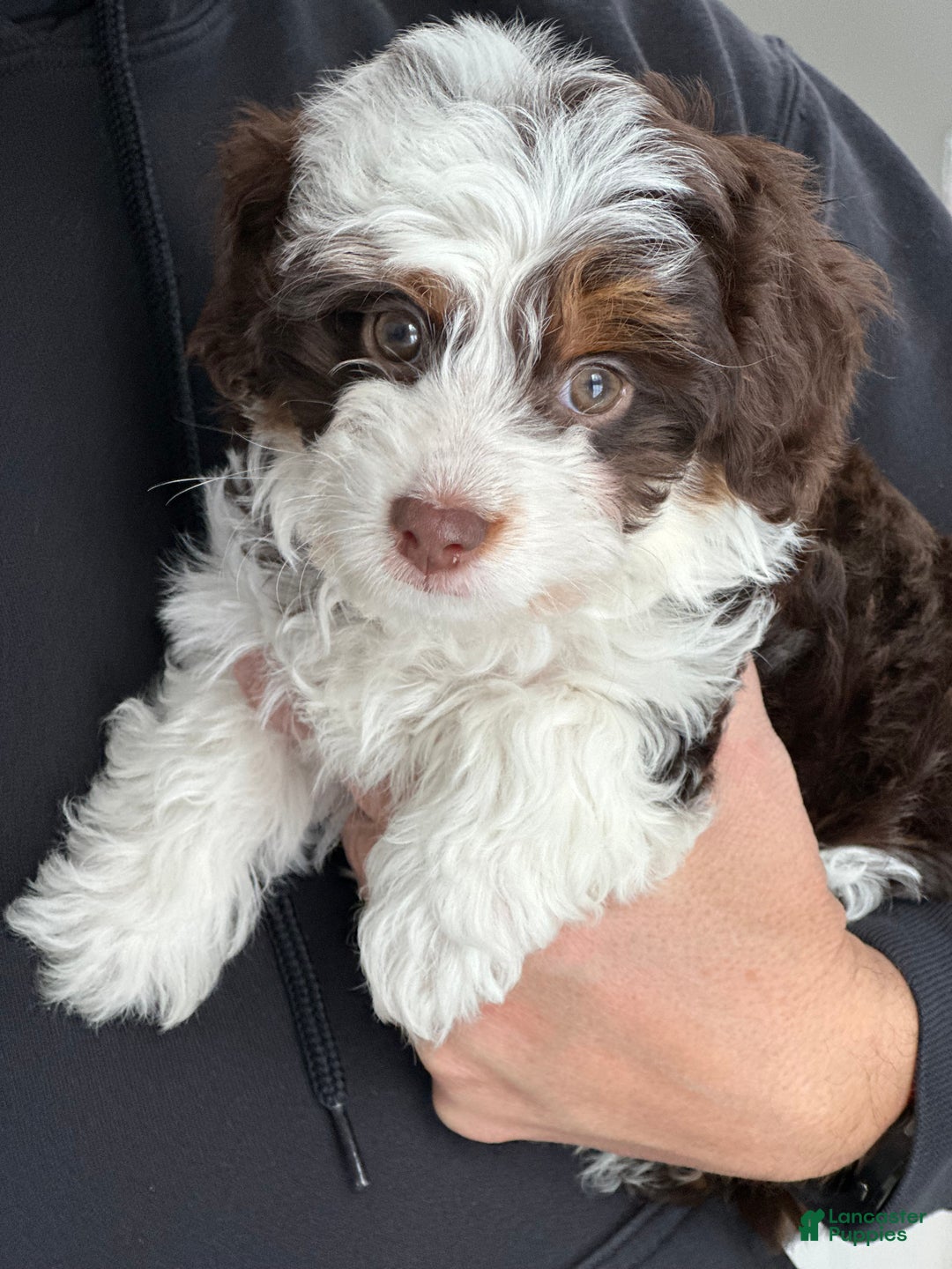 Mini Aussiedoodle dogs for sale: Lucy-petite size - Ad 4