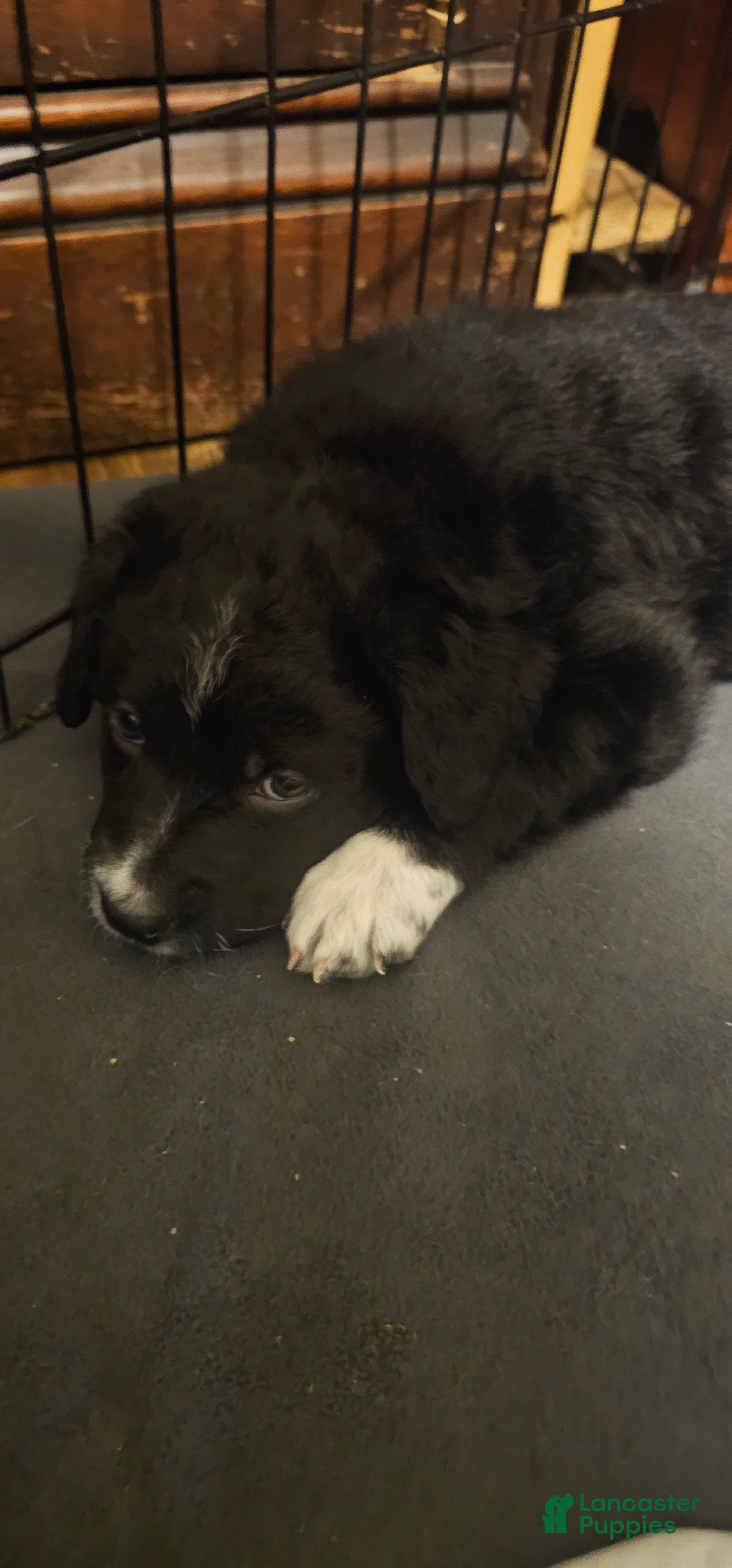 Mixed Breed dogs Eddie boy  - Ad 20