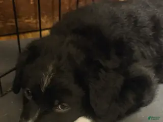 Mixed Breed dogs Eddie boy - Ad 20