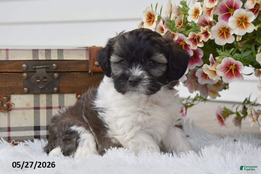 Mixed Breed dogs for sale: Zuma - Ad 3