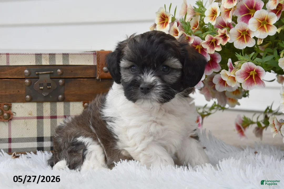 Mixed Breed dogs for sale: Zuma - Ad 1