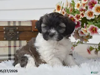 Mixed Breed dogs for sale: Zuma - Ad 3