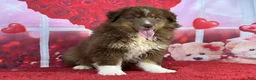 Miniature Australian Shepherd dogs for sale: David - Ad 3