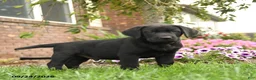 Labrador Retriever dogs for sale: Bagel - Ad 2