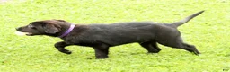Labrador Retriever dogs for sale: Hank - Ad 4