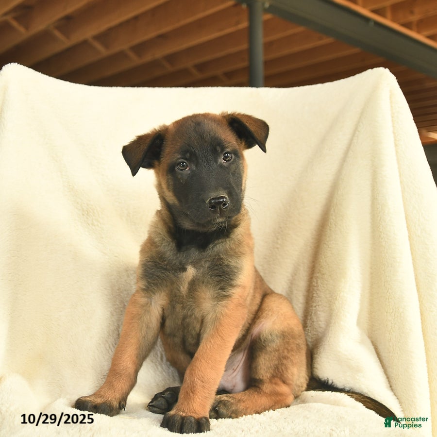 Intelligence Belgian Malinois Puppies for sale Lancaster Puppies