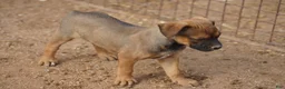 Mixed Breed dogs for sale: Bandogge Sable F1 - Ad 3