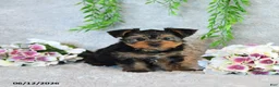Yorkshire Terrier dogs for sale: Curvin - Ad 4