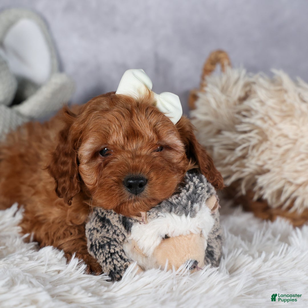 Cavapoo dogs for sale: OREO - Ad 8