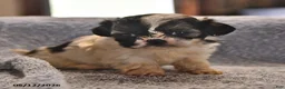 Shih Tzu dogs for sale: Jeremiah - Ad 3