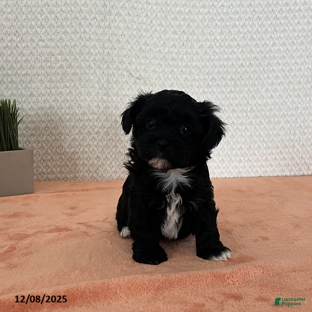 Havapoo dogs for sale: Princess - Ad 3