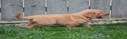 Golden Retriever dogs for sale: Gunner - Ad 3