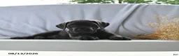 Cane Corso dogs for sale: Atlas - Ad 3