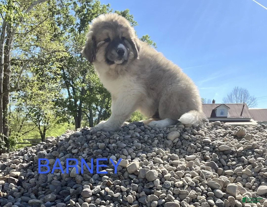 Great Pyrenees dogs for sale: Great Pyrenees Puppy 1 Barney - Ad 1