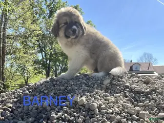 Great Pyrenees dogs Great Pyrenees Puppy 1 Barney - Ad 13
