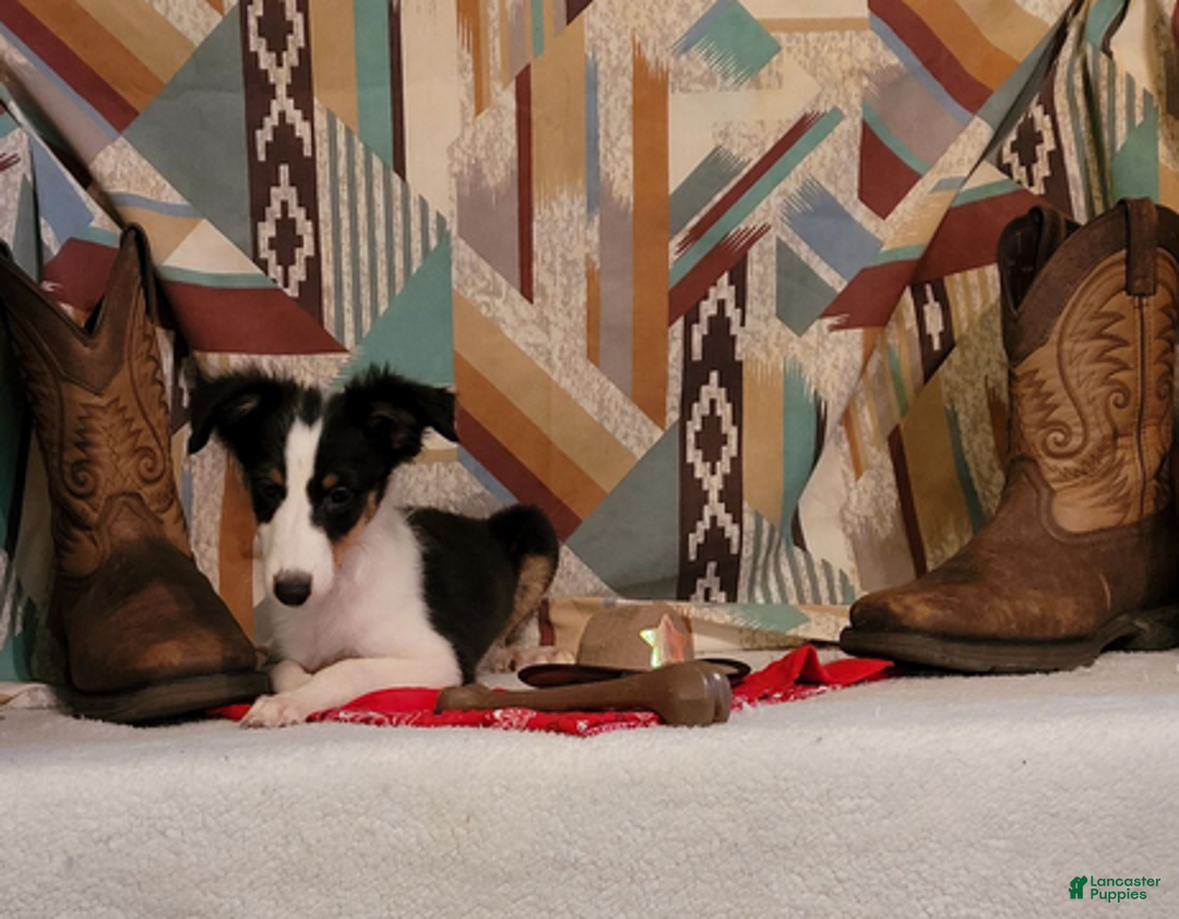 Shetland Sheepdog dogs for sale: Peanut - Ad 4