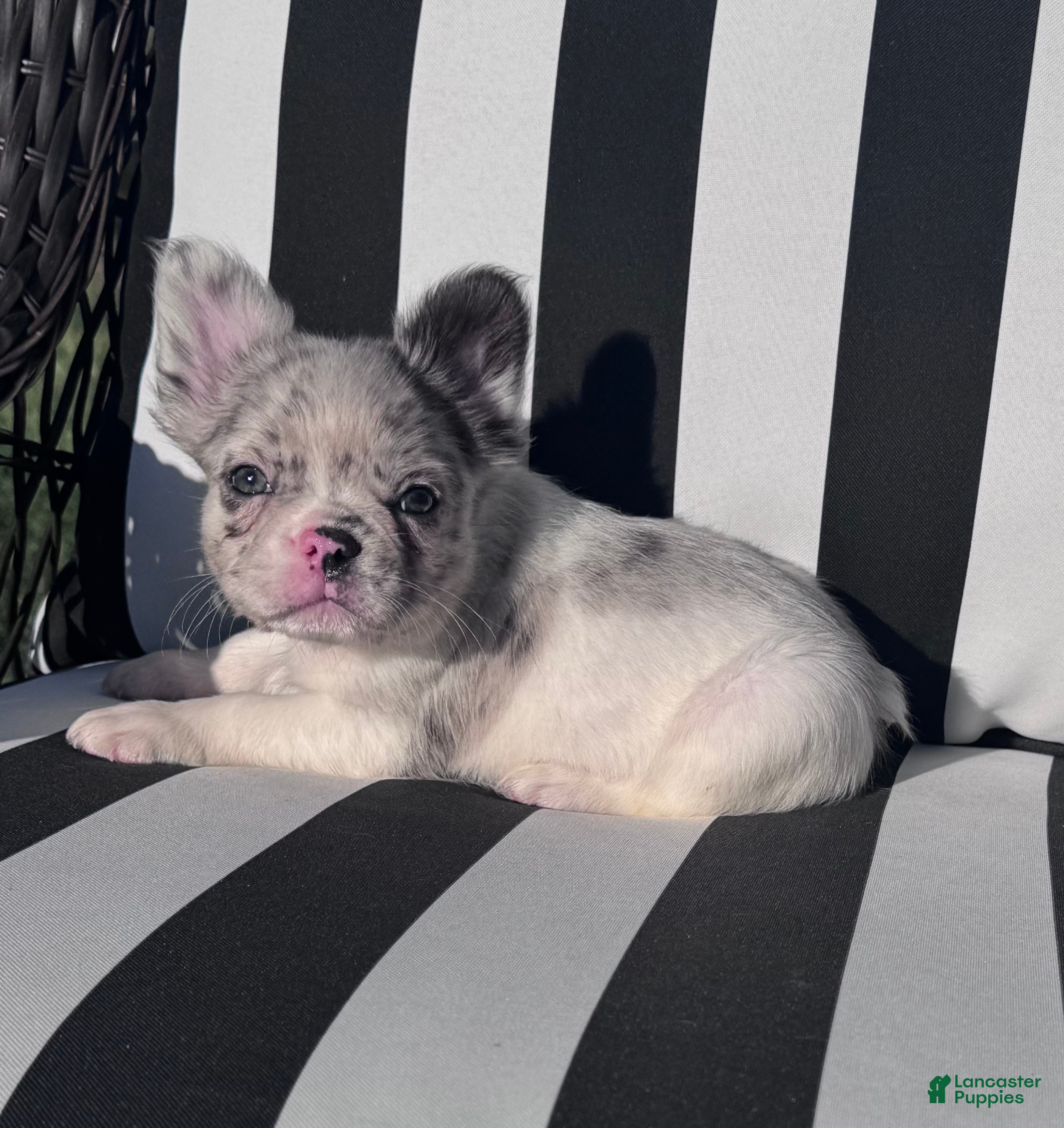 French Bulldog dogs for sale: French Bulldog 1 - Ad 2