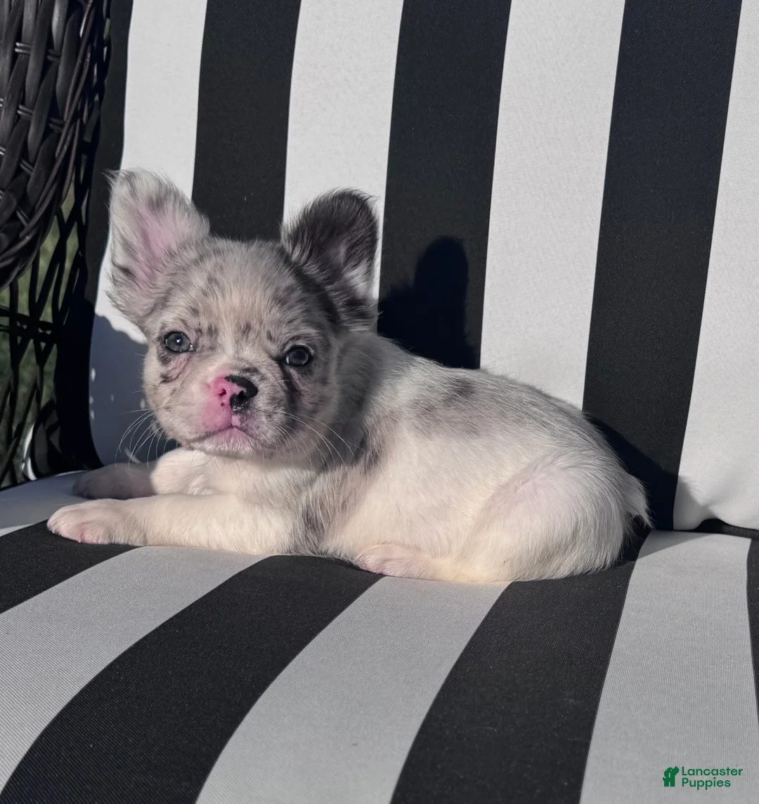 French Bulldog dogs for sale: French Bulldog 1 - Ad 2