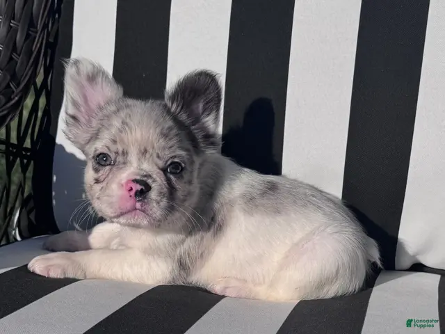 French Bulldog dogs for sale: French Bulldog 1 - Ad 2
