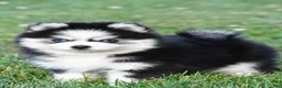 Pomsky dogs for sale: Prince - Ad 17