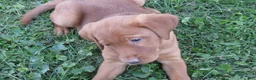 Labrador Retriever dogs for sale: Maple (grey collar) - Ad 6