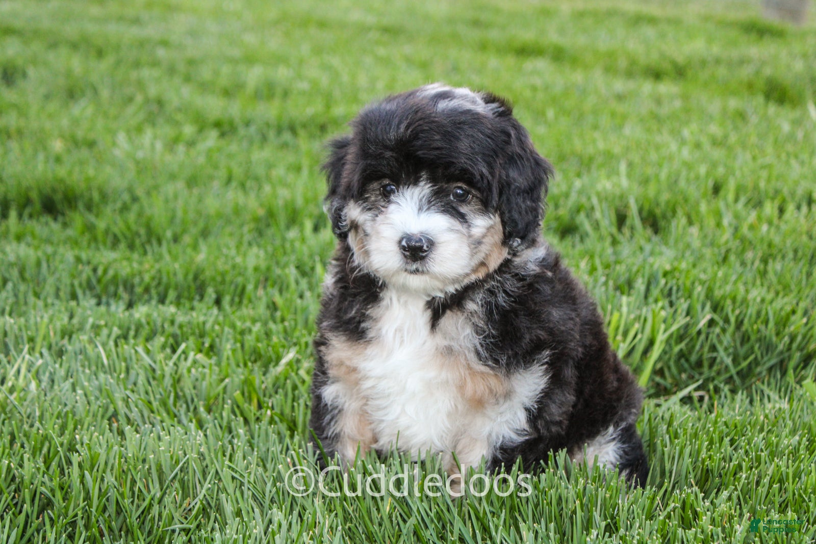 Mini Sheepadoodle dogs Dahlia - Ad 1