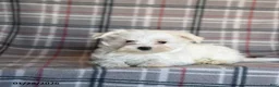 Maltese dogs for sale: Sammy - Ad 3