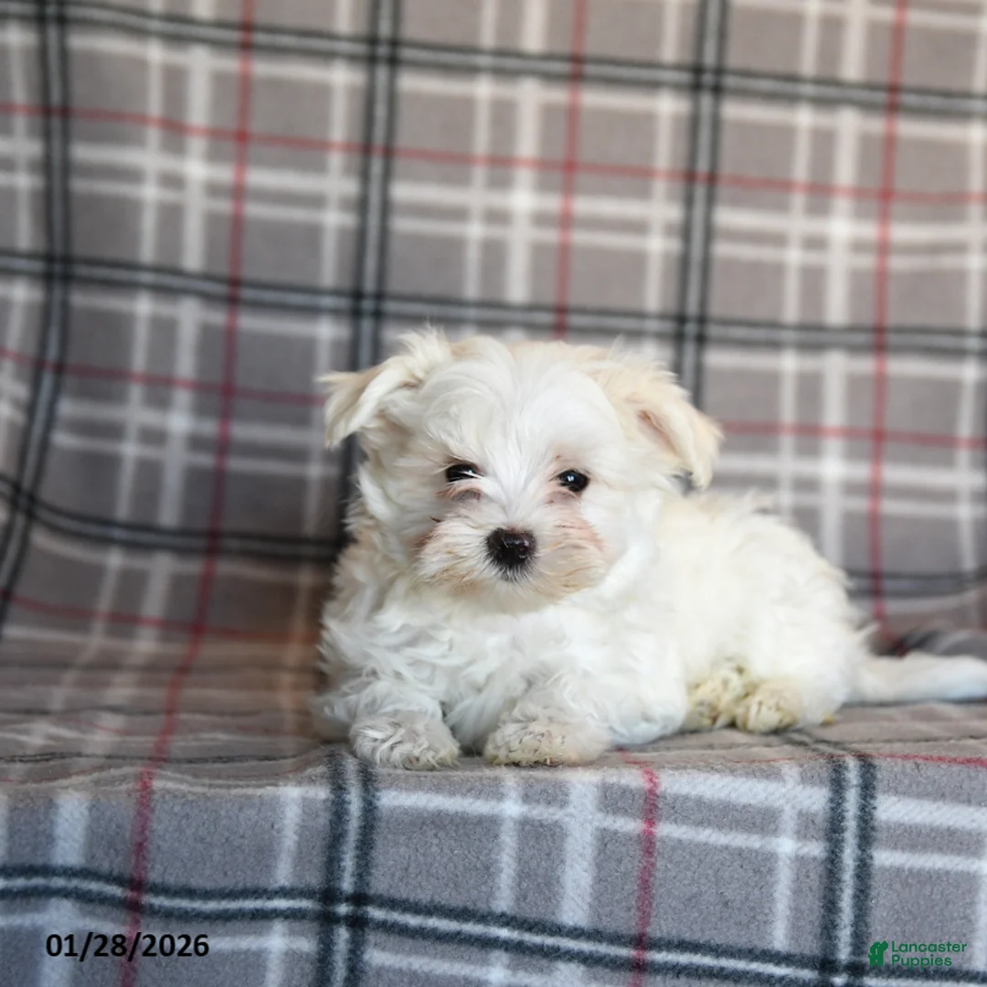 Maltese dogs for sale: Sammy - Ad 3