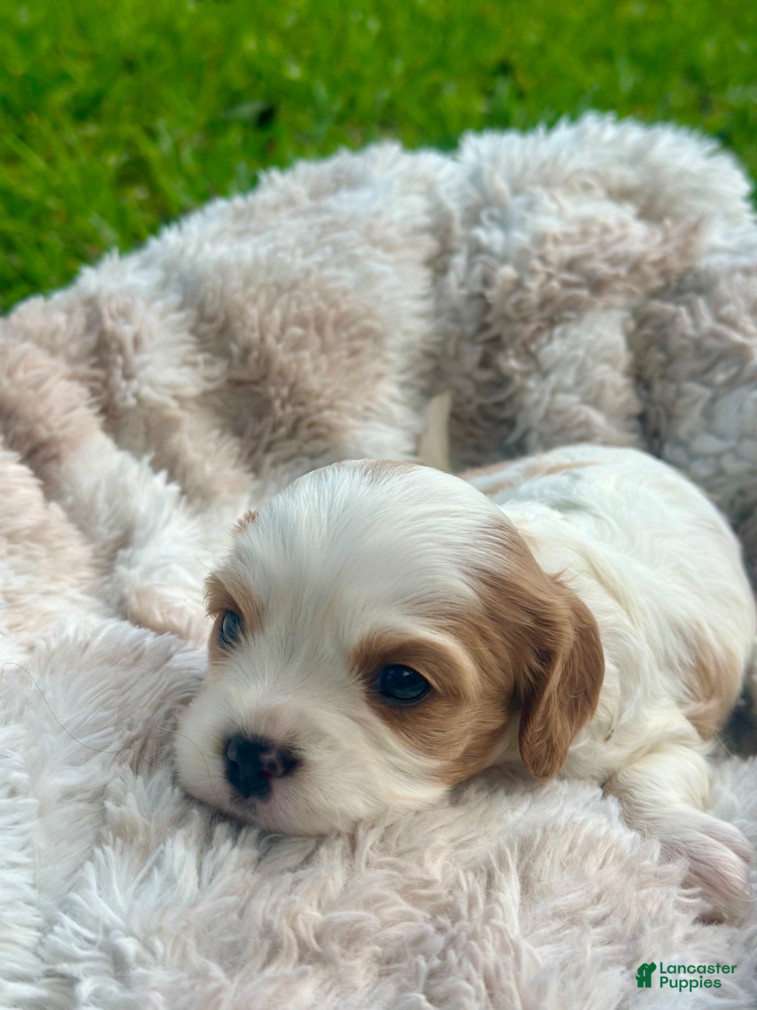 Cavalier King Charles Spaniel dogs Charlotte - Ad 6