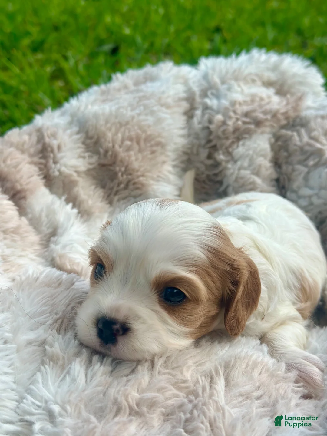Cavalier King Charles Spaniel dogs for sale: Charlotte - Ad 1