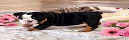 English Bulldog dogs for sale: Beauty  - Ad 4