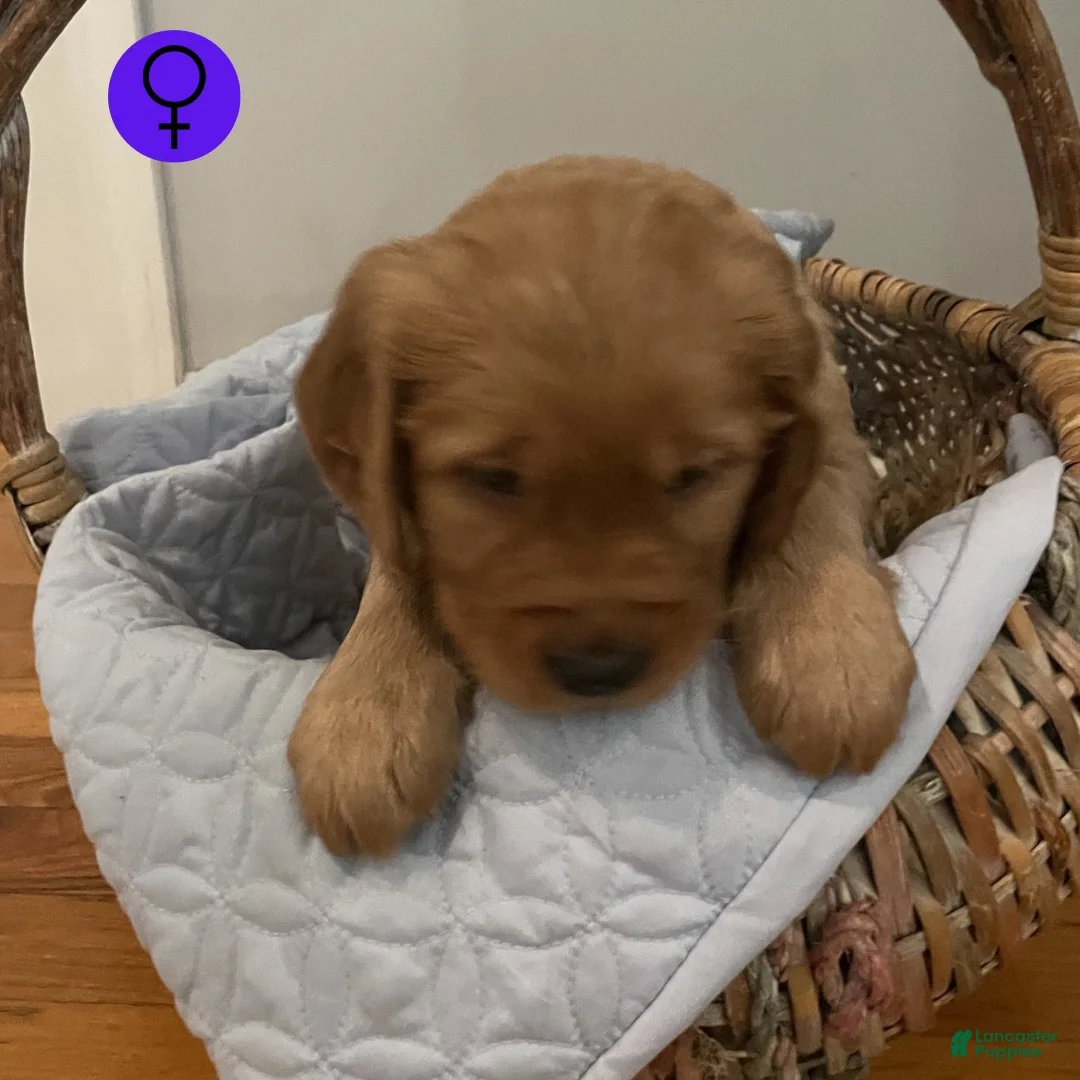 Golden Retriever dogs for sale: Golden Retriever 7 - Ad 1