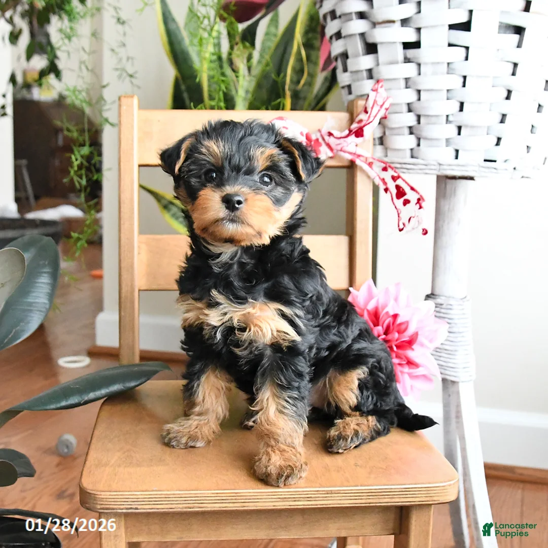 Yorkiepoo dogs for sale: Frisky - Ad 2