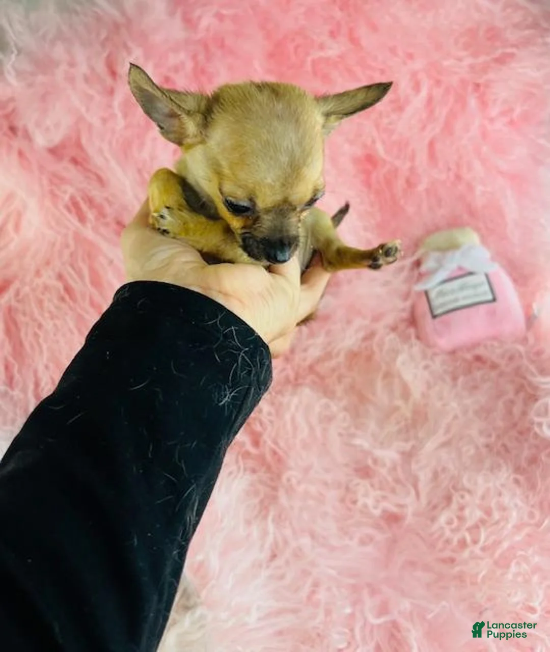 Chihuahua dogs for sale: Chihuahua 1 - Ad 2