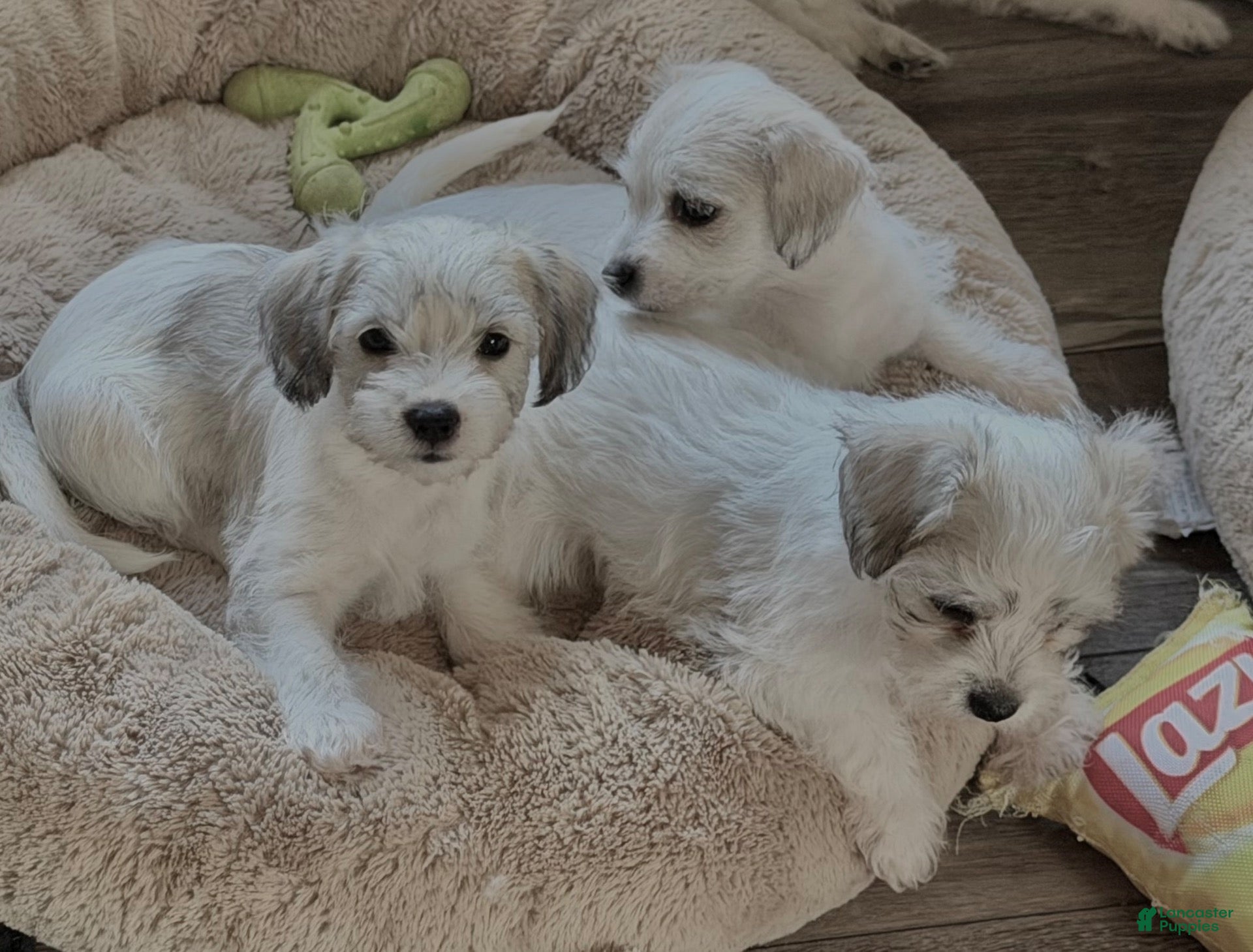 Maltese