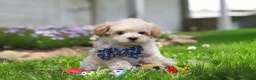 Maltipoo dogs for sale: Finn - Ad 2