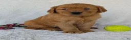 Golden Retriever dogs for sale: Porter  - Ad 26