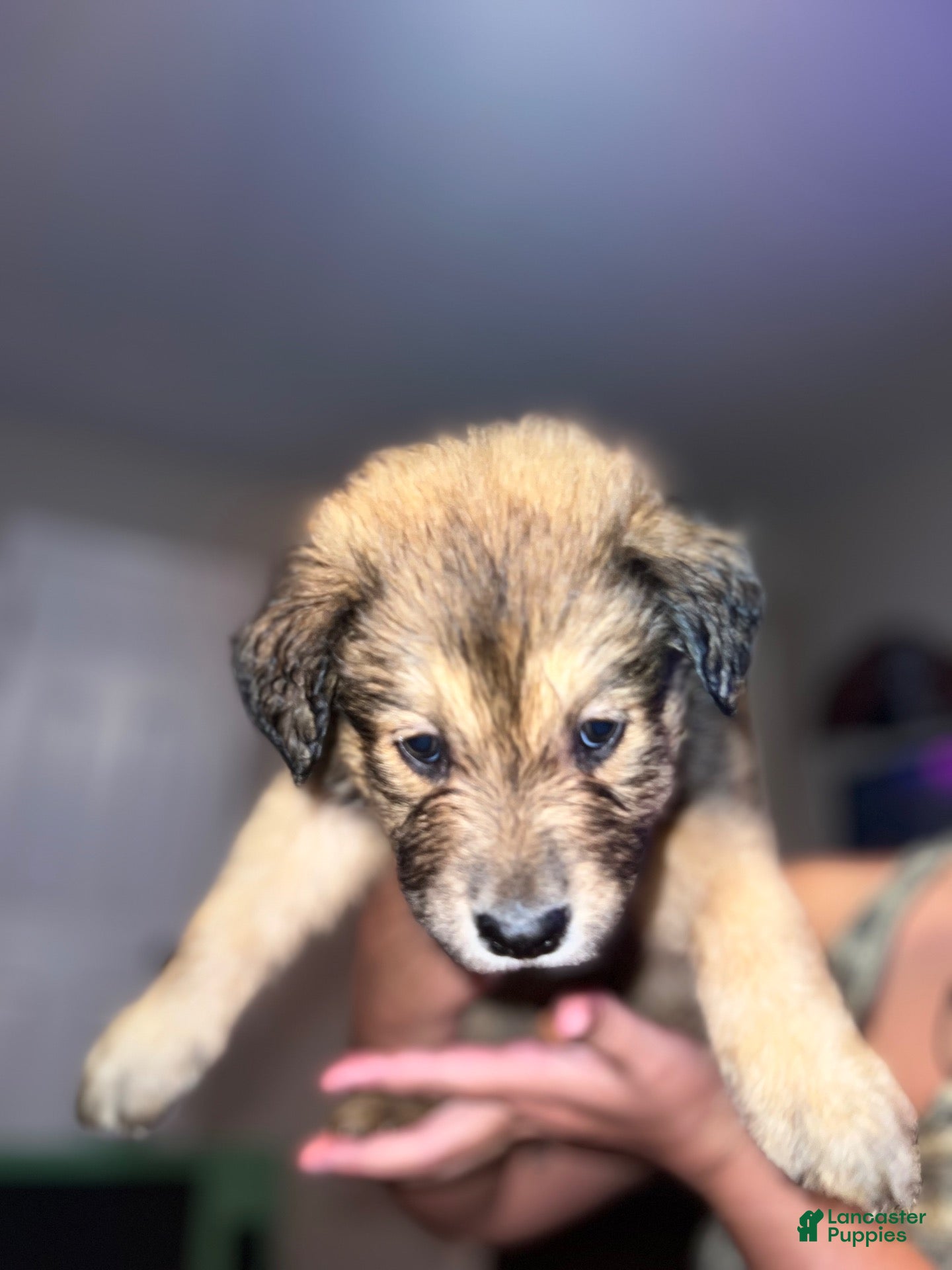 Mixed Breed dogs Mixed Breed 4 - Ad 27