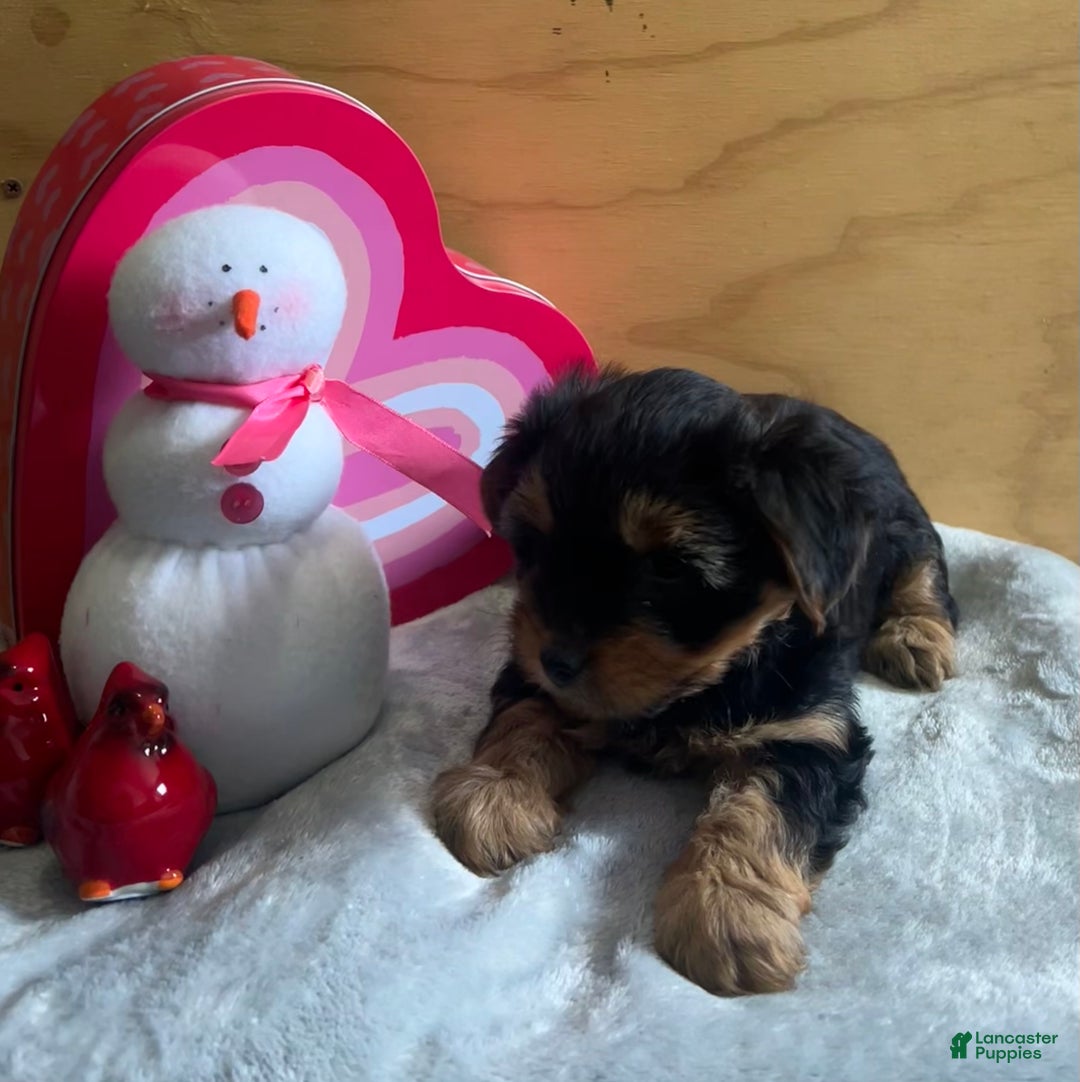 Yorkshire Terrier dogs for sale: Logan - Ad 6