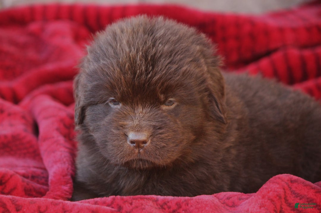 Newfoundland dogs for sale: Paisley - Ad 1