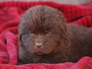 Newfoundland dogs Paisley - Ad 18