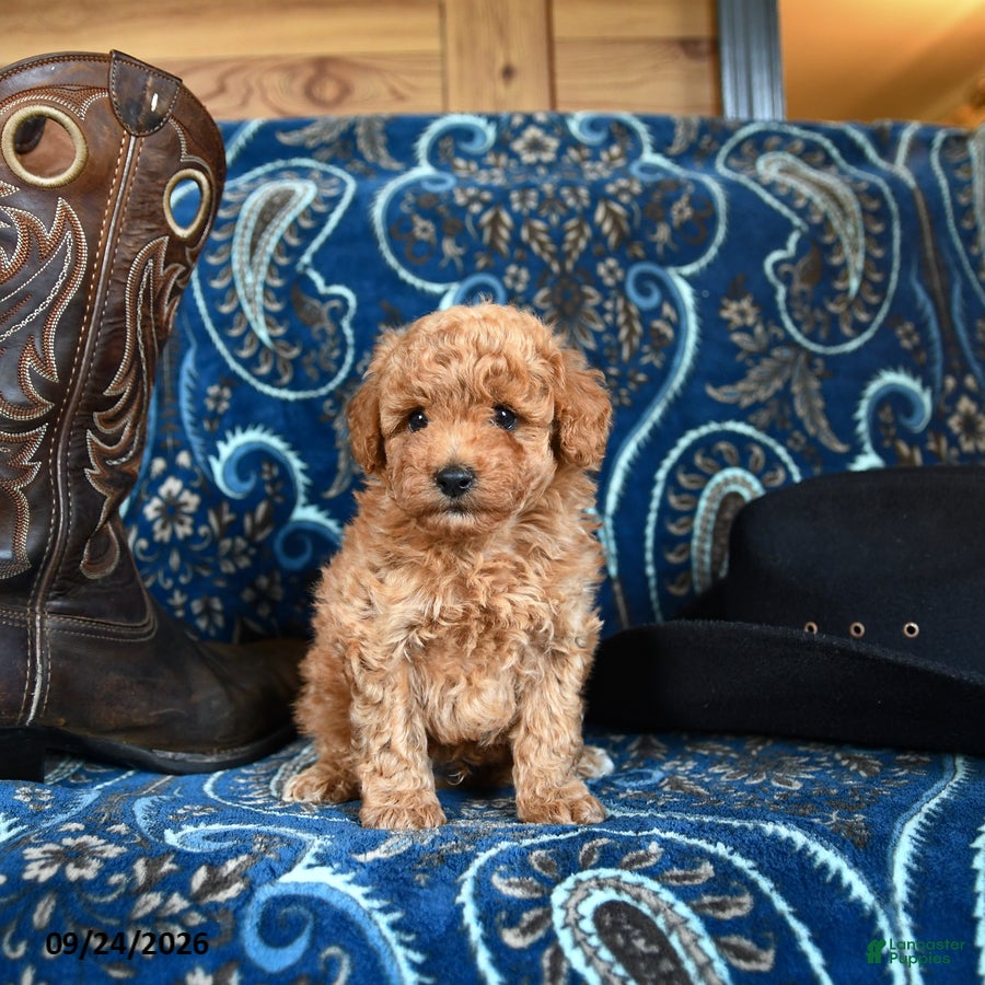 Cavapoo dogs Sherman - Ad 2