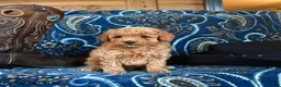 Cavapoo dogs for sale: Sherman - Ad 2