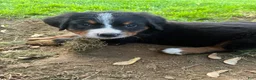 Bernese Mountain Dog dogs for sale: Timmy  - Ad 4