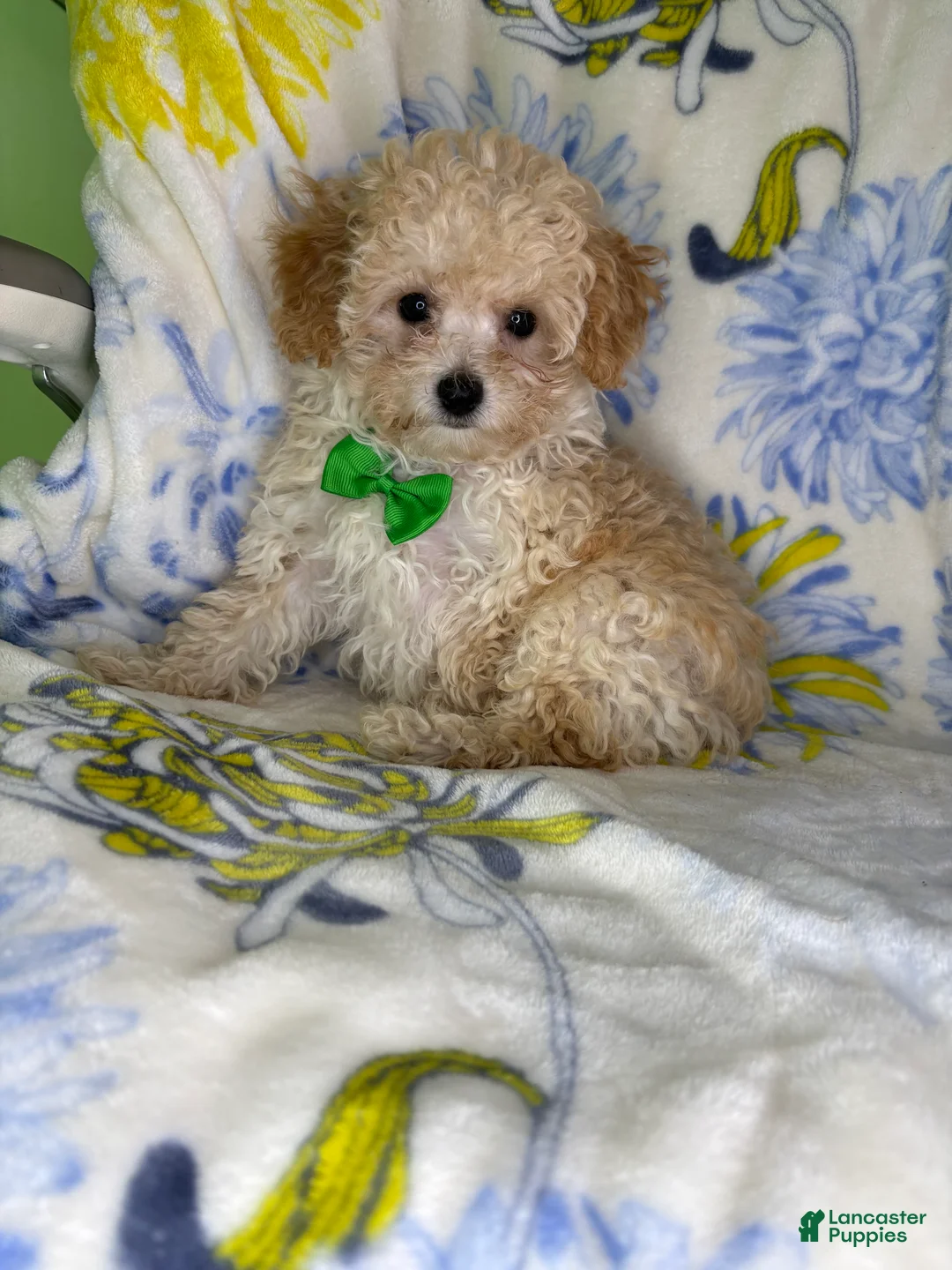 Mixed Breed dogs for sale: Mixed Breed 2 - Ad 2