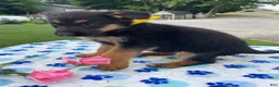 German Shepherd dogs for sale: Cara - Ad 3
