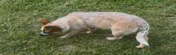 Australian Cattle Dog dogs for sale: Georgie Girl - Ad 25