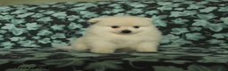 Pomeranian dogs for sale: Tuffy - Ad 1