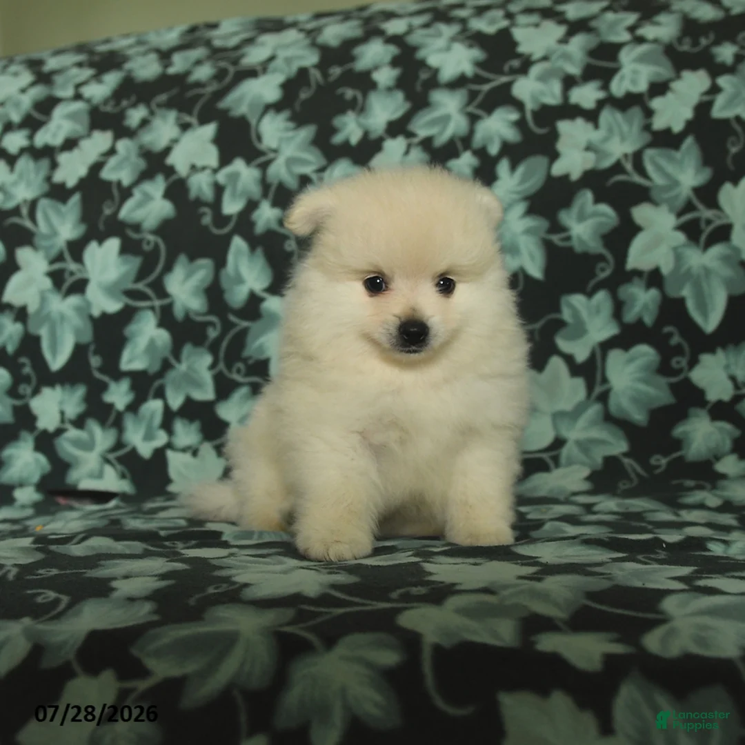 Pomeranian dogs for sale: Tuffy - Ad 1
