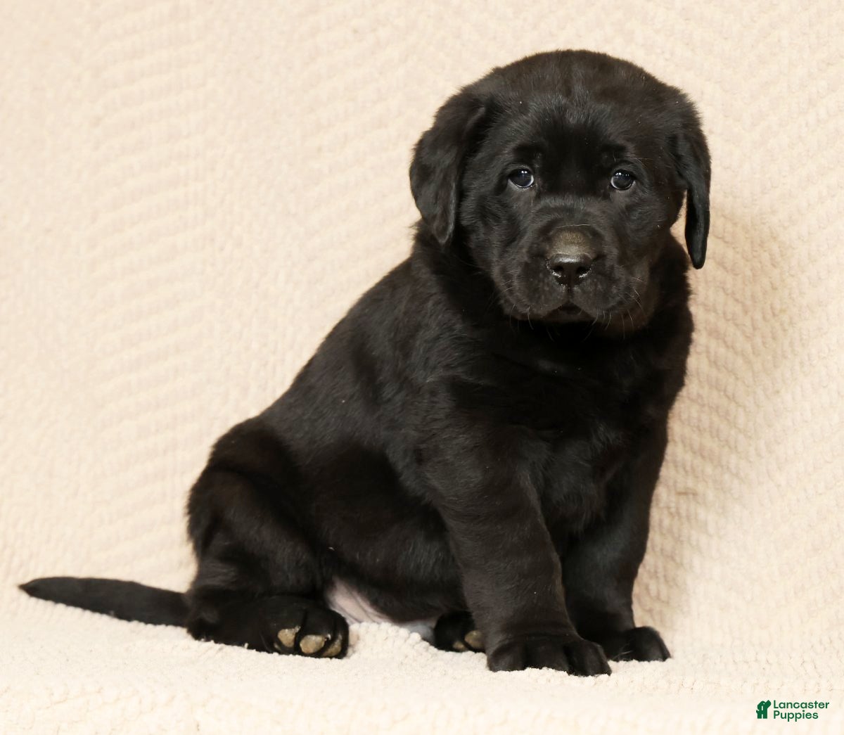 Labrador Retriever dogs Duke - Ad 2